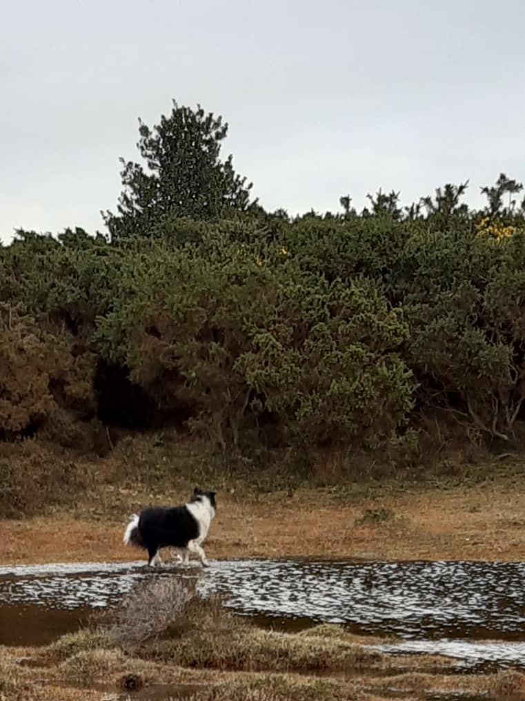 Cwtch Collie spooked by pony