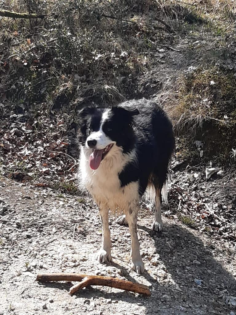 Cwtch Collie