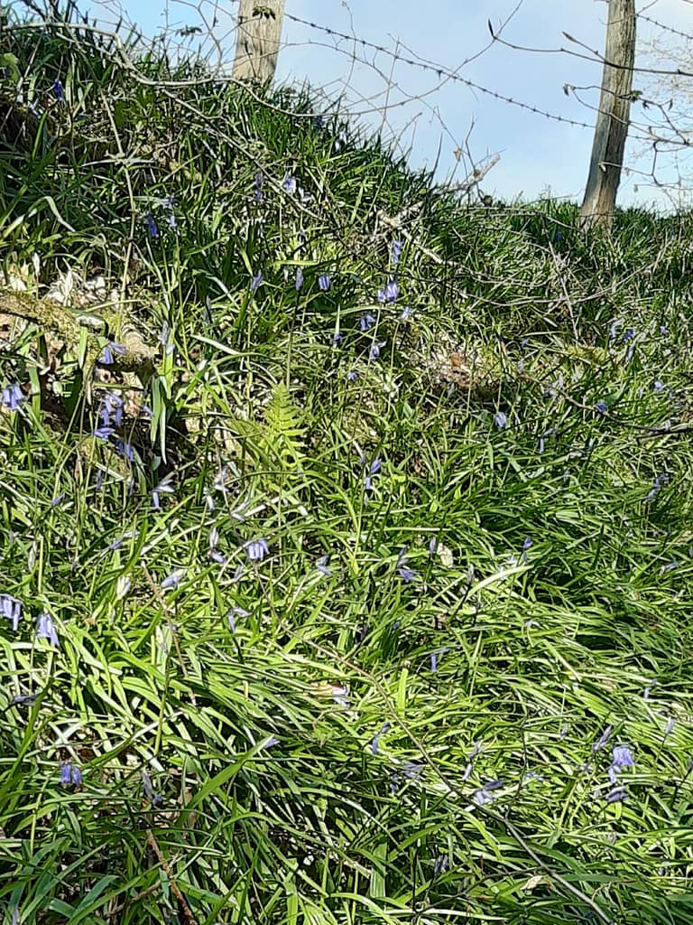 bluebells