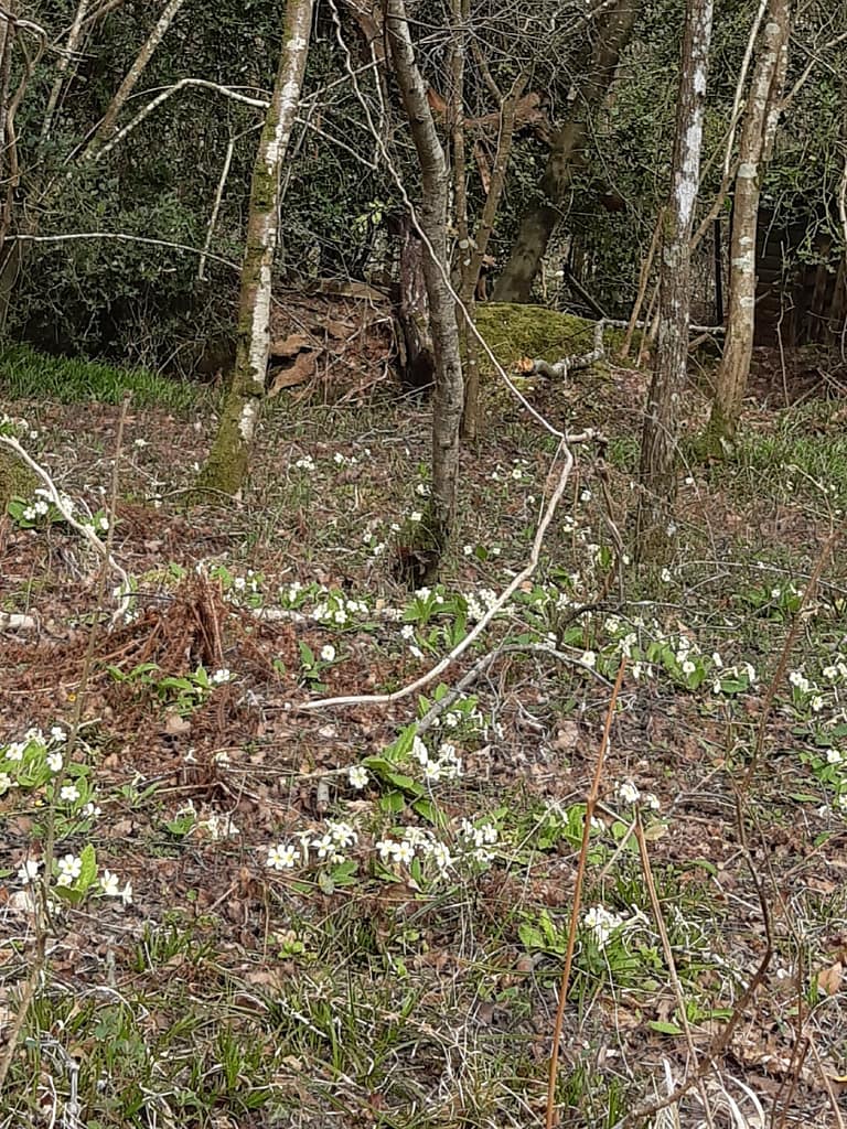 primroses