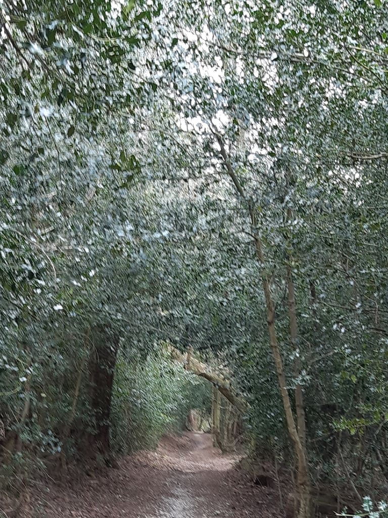 tunnel path back to Sandy Down