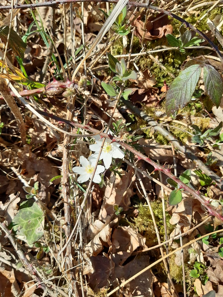 wood anenome