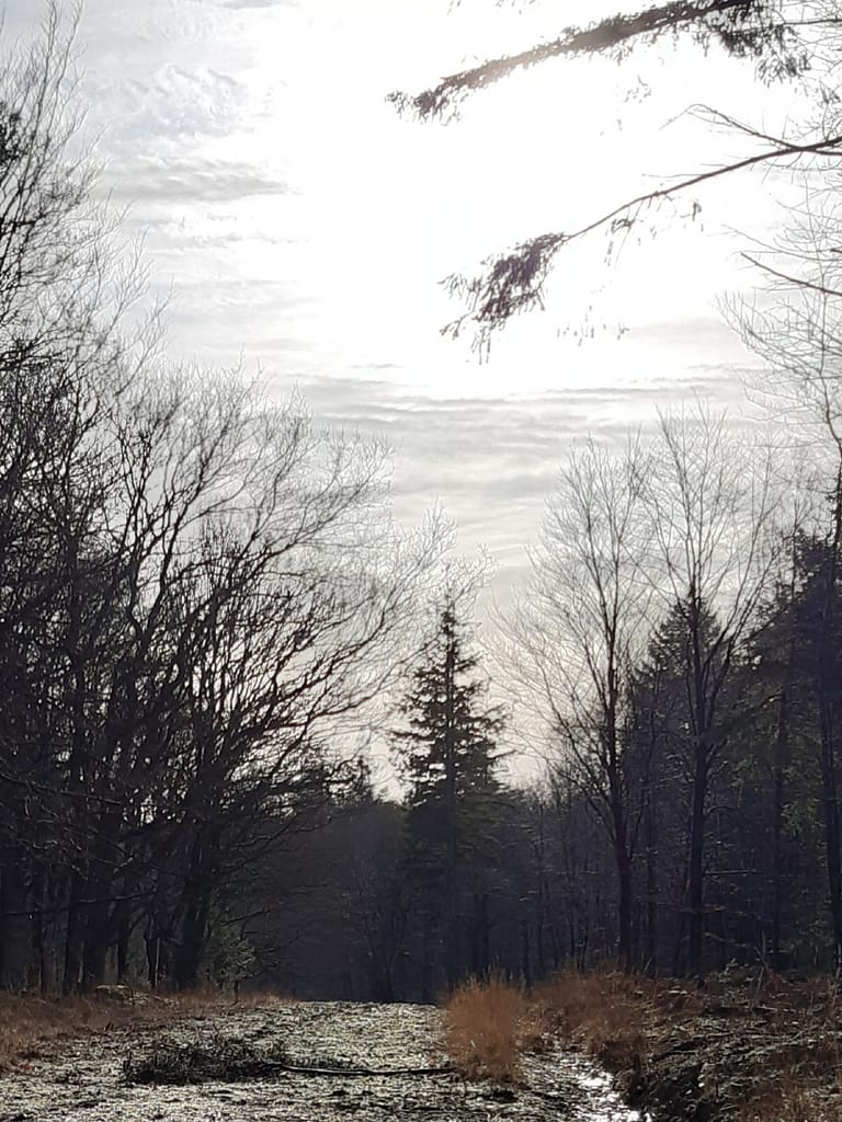wintry day in the inclosure