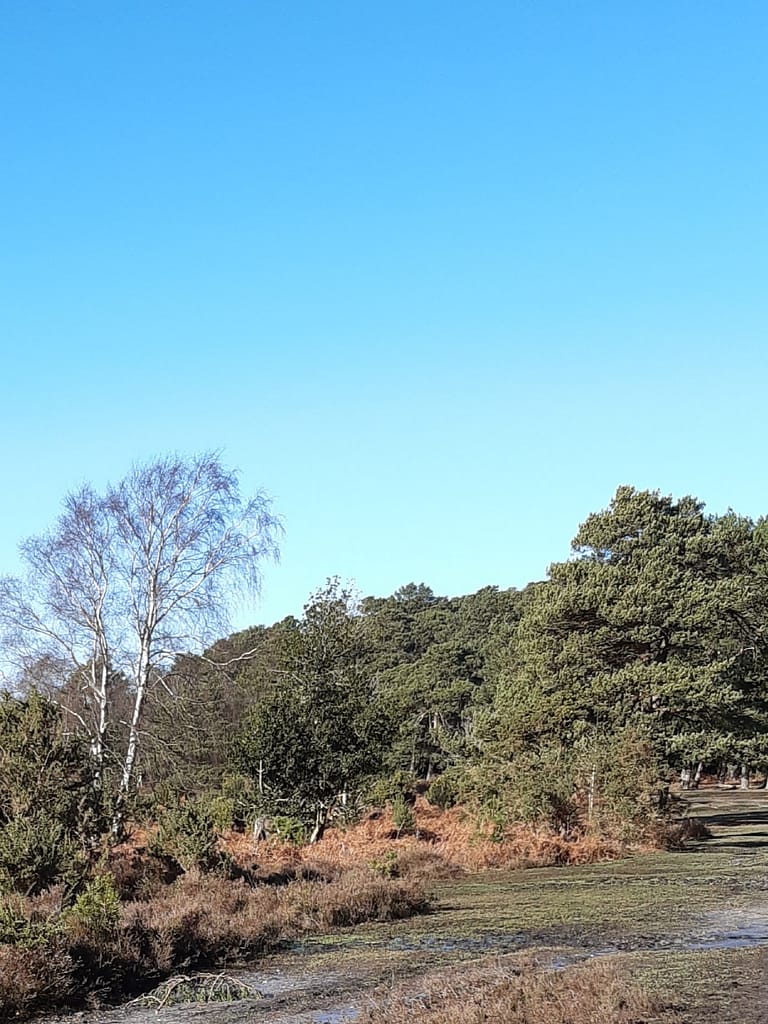 frozen paths at Longslade Bottom