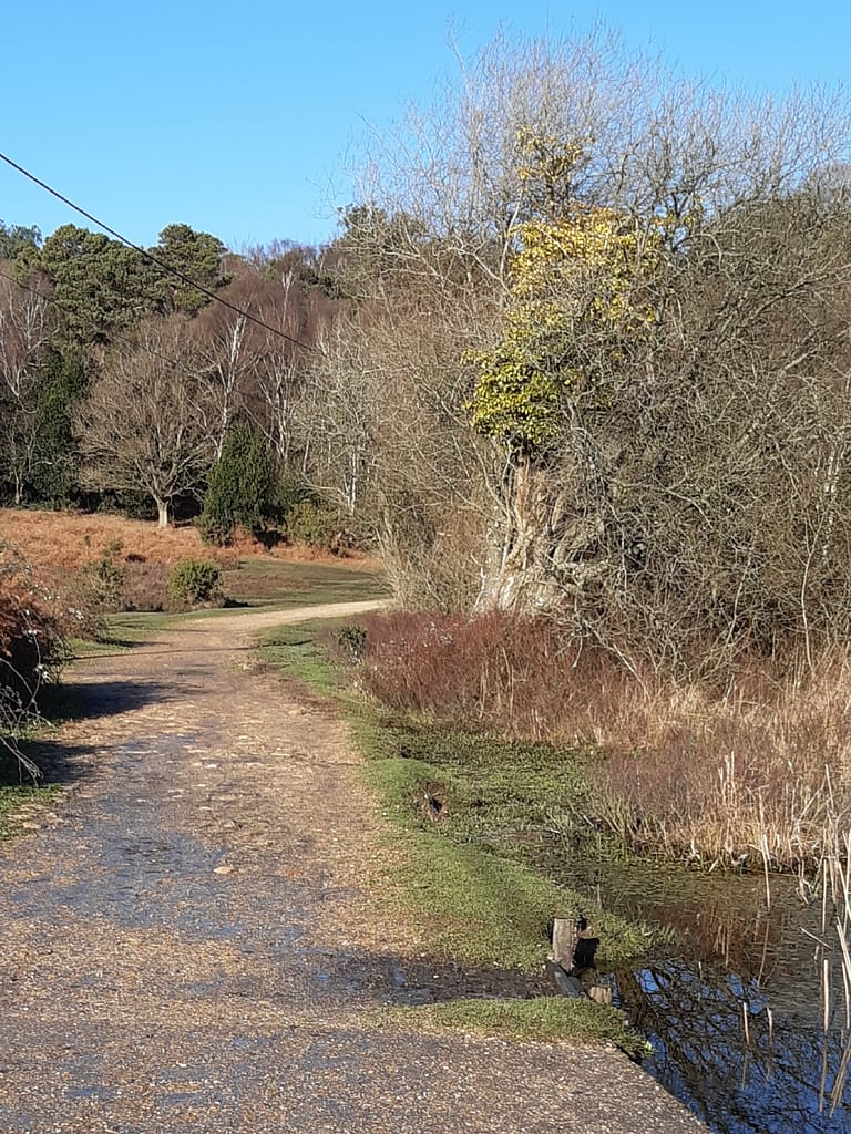 path to the woods at Hinchelsea