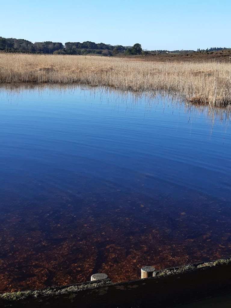 cold pond at Longslade Bottom
