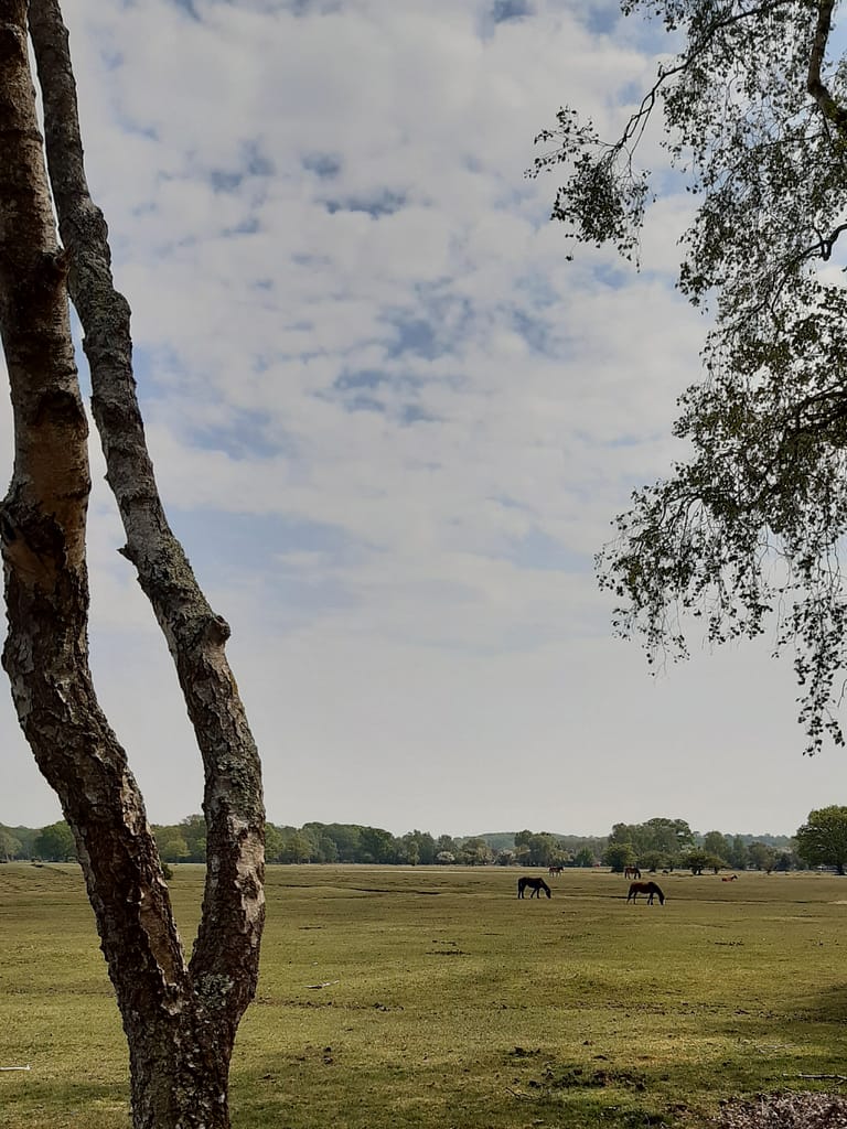 ponies grazing on Balmer Lawn