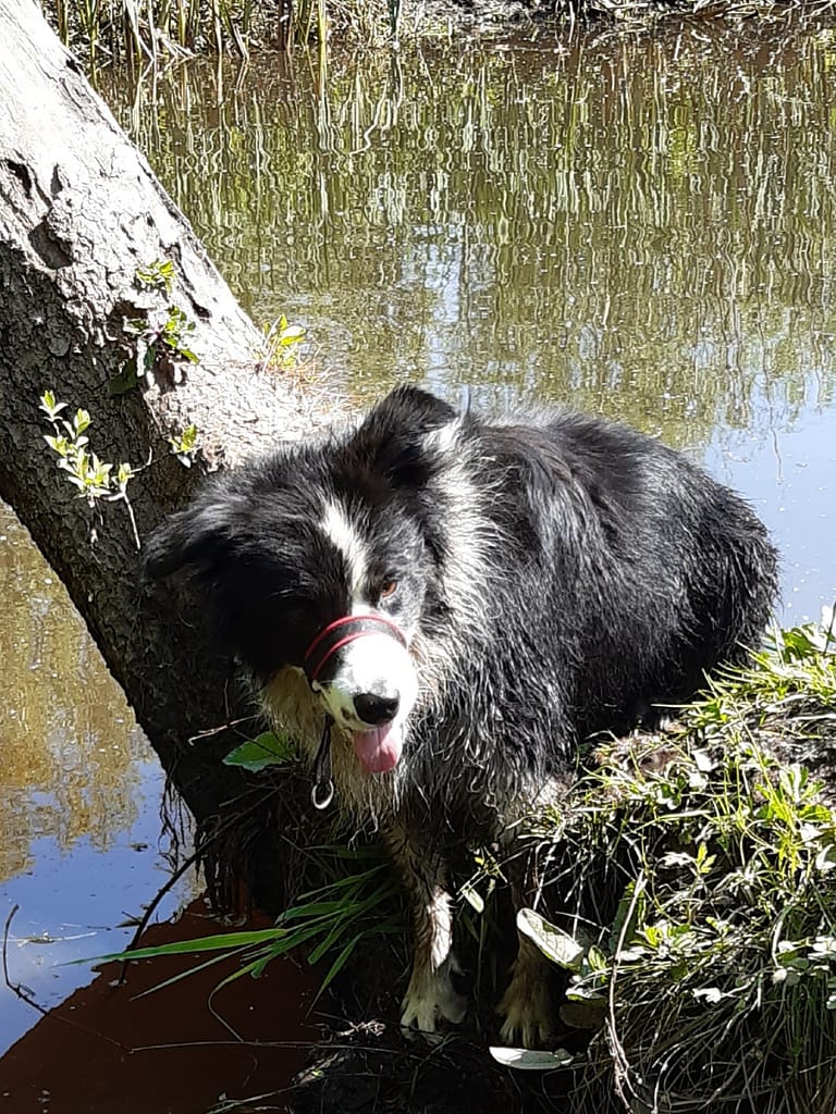 the bog dog