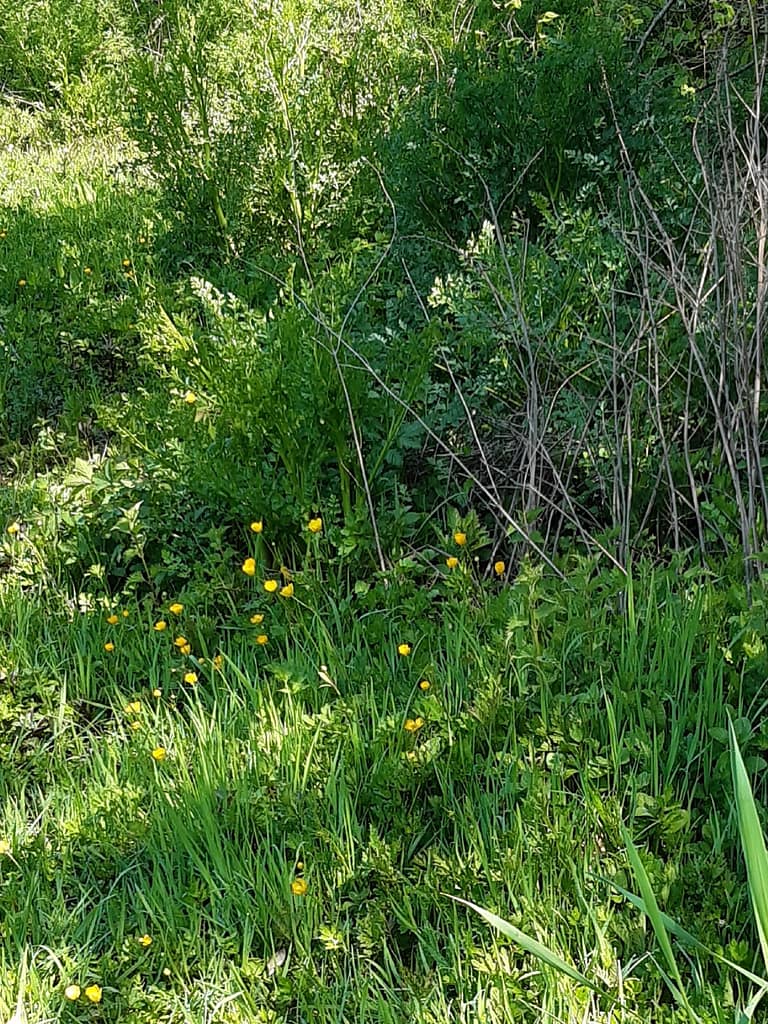 buttercups