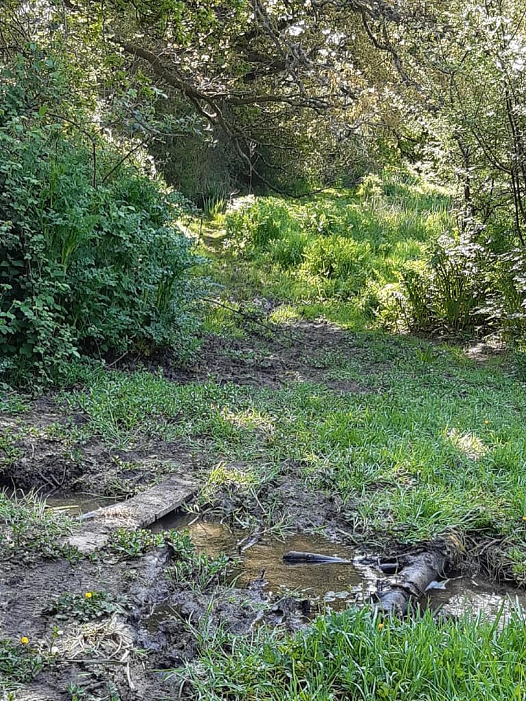water-logged path at reedbeds