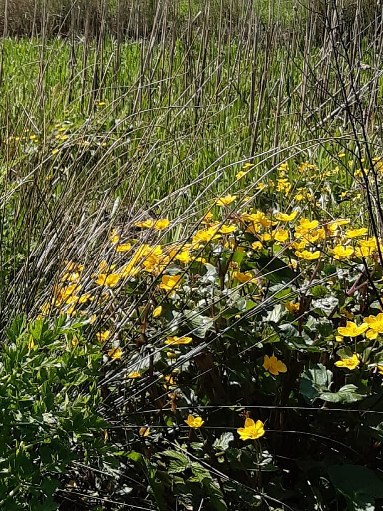 marsh marigolds