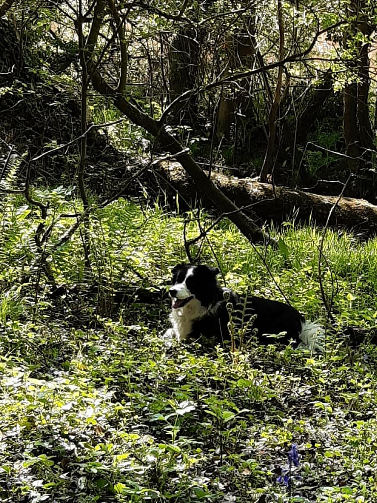 Cwtch Collie