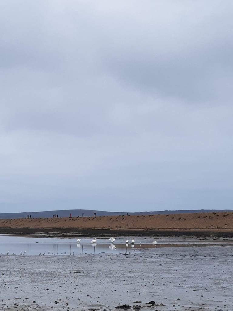 seabirds and swans near Hurst Spit