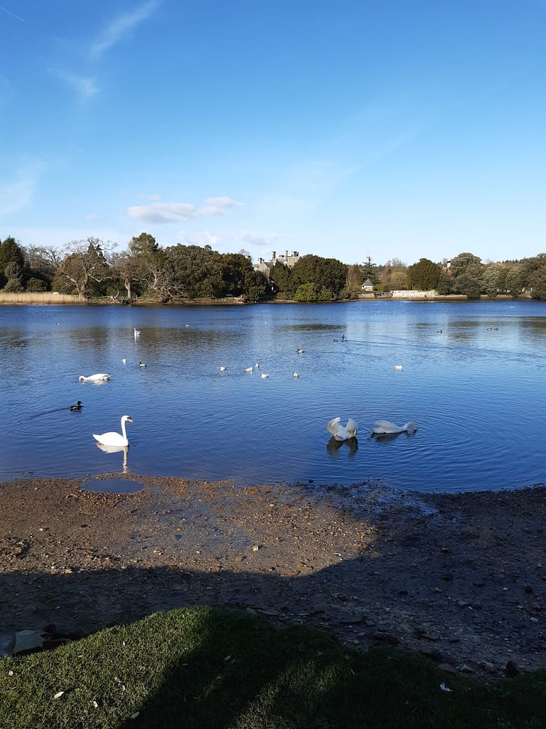 swans on Beaulieu river
