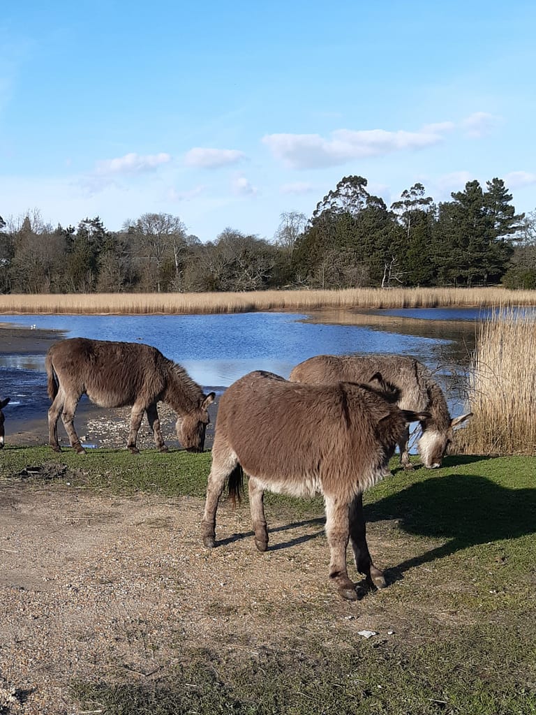 New Forest donkeys