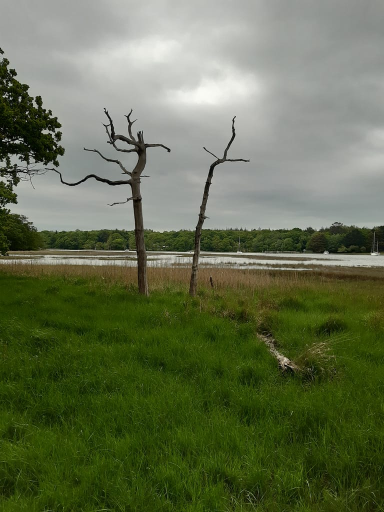 grey afternoon along the river