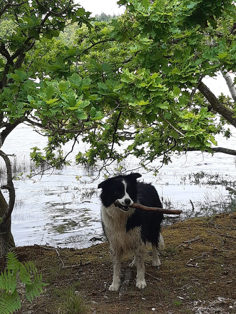 Cwtch Collie with a stick