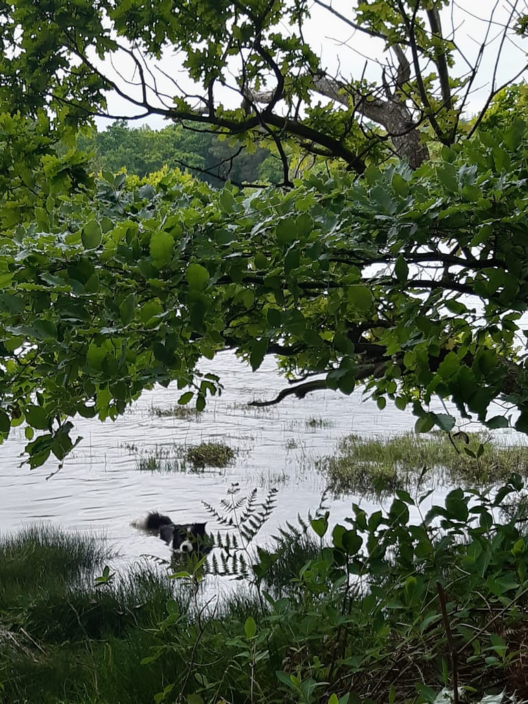 Cwtch enjoying a little swim in the river