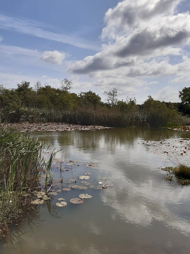 Hatchet Pond, New Forest