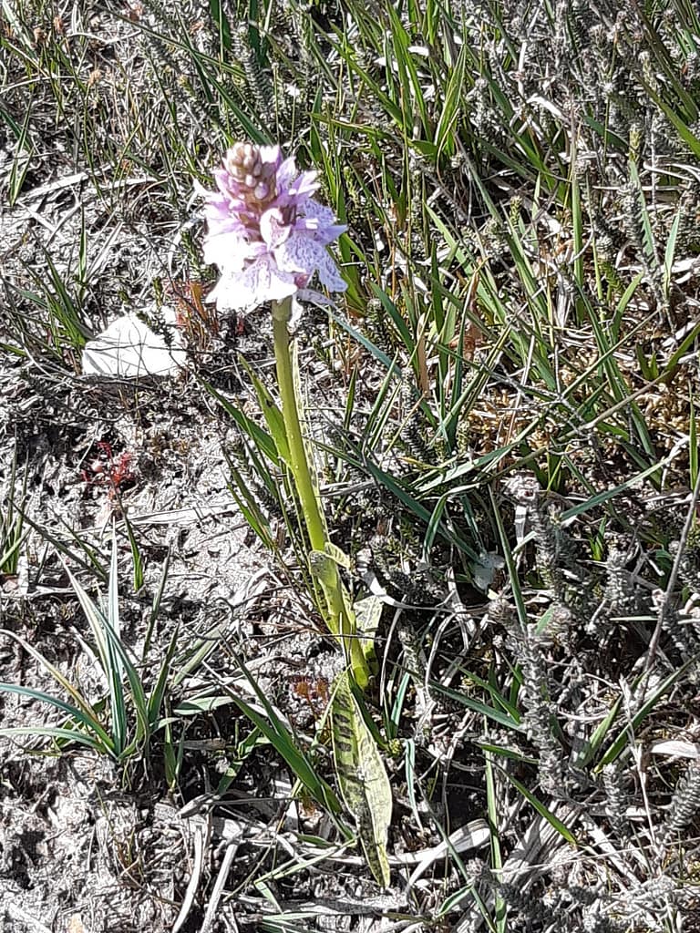 wild orchid
