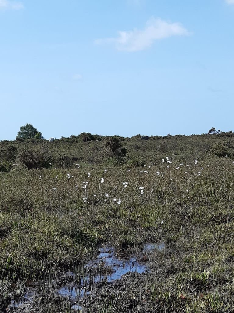 bog cotton