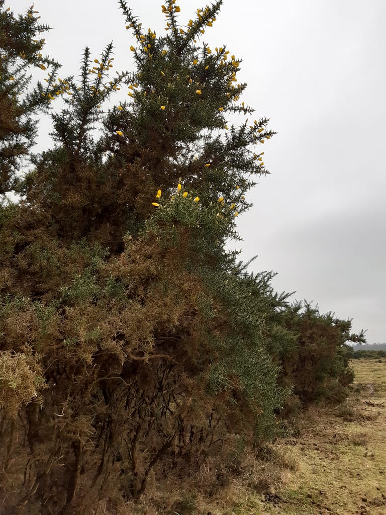 gorse hedges