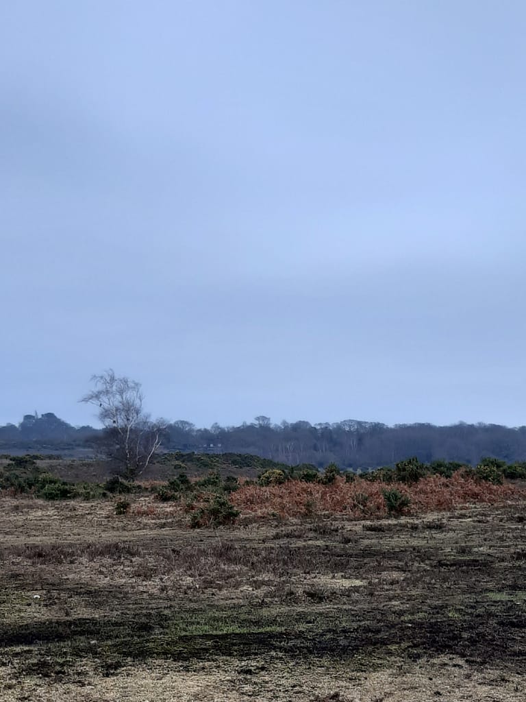 heath at Shirley Holm