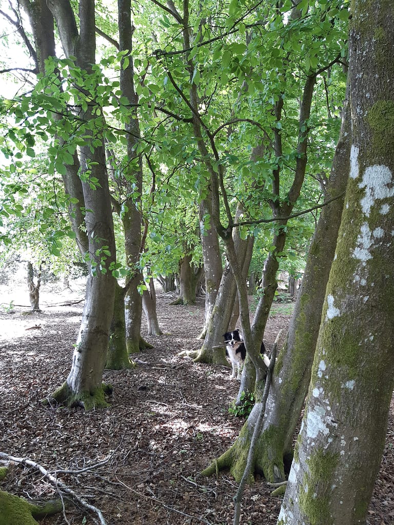 Cwtch Collie in the avenue of trees