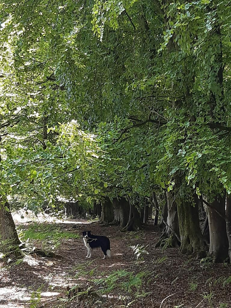 avenues of beech trees