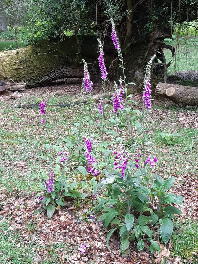 foxgloves
