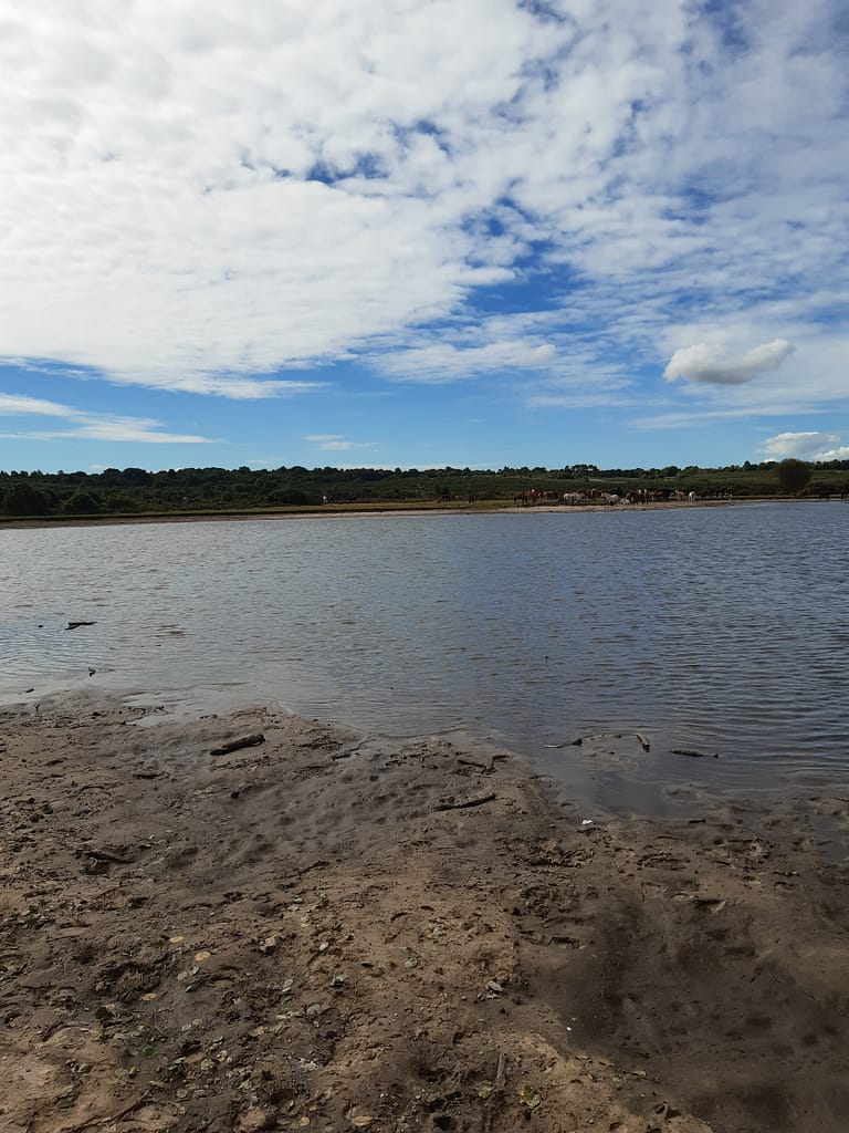 muddy shores