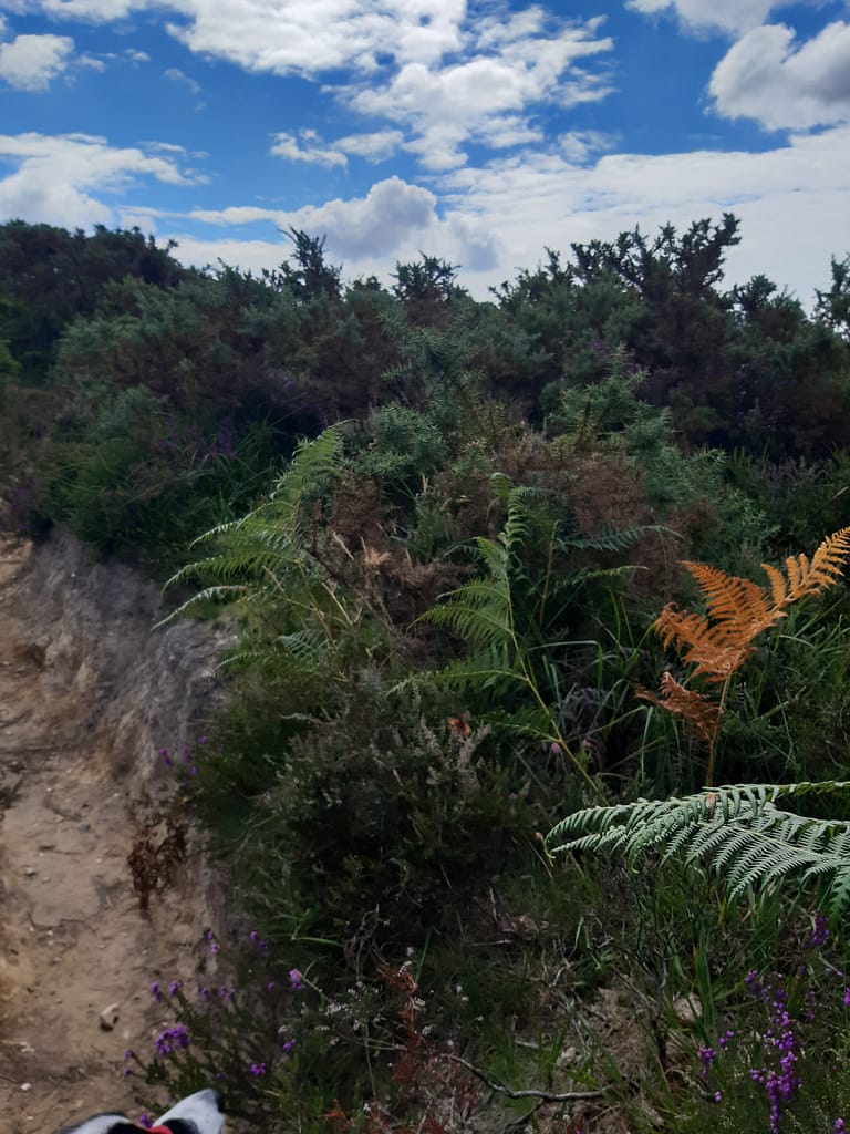 bracken and gorse