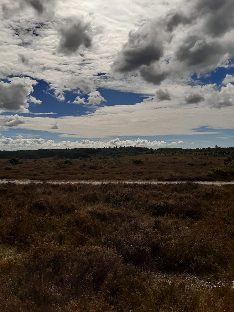 heathland