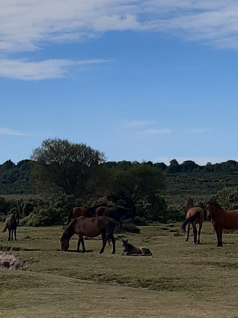 ponies and foal