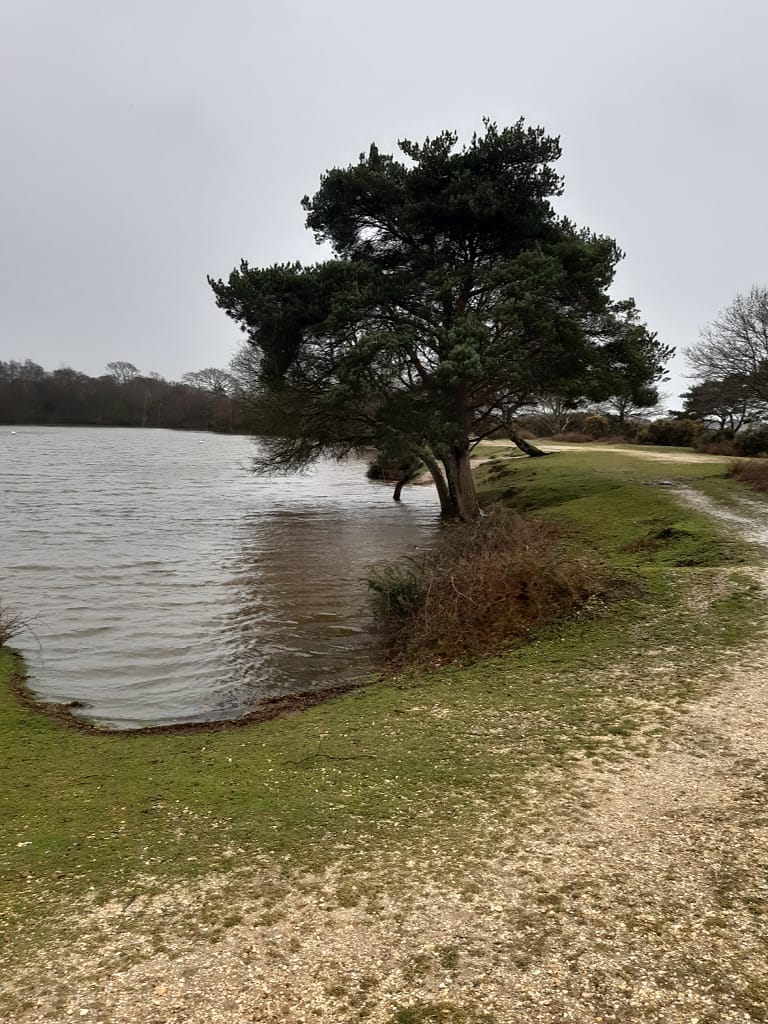 trees under water in winter