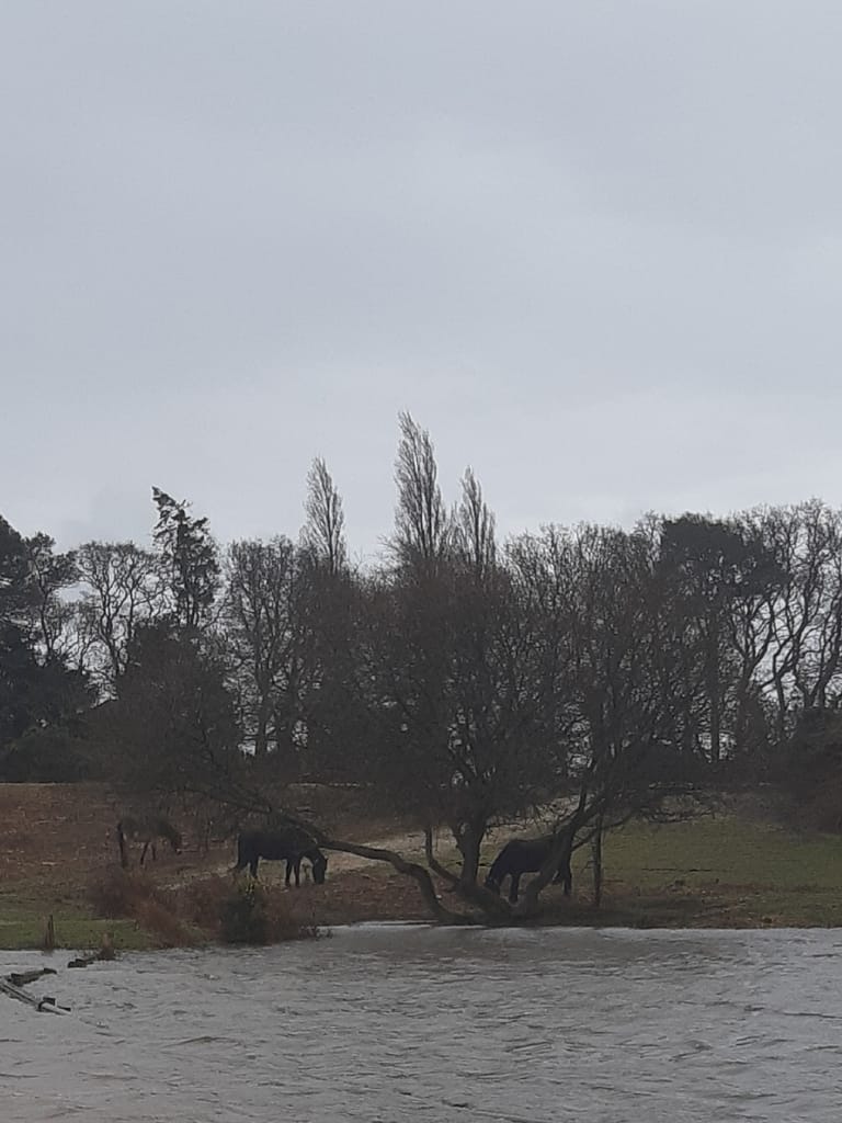 ponies on the far shore in the sleet