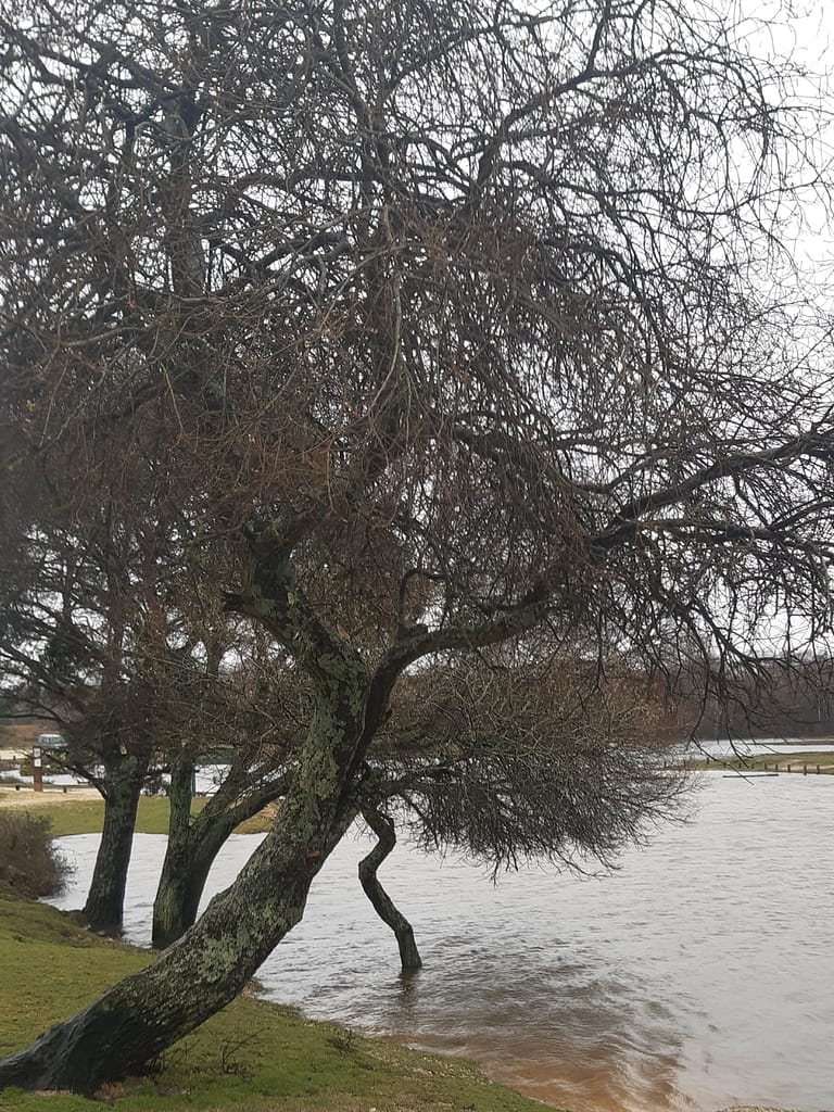 winter high water at Setley Pond