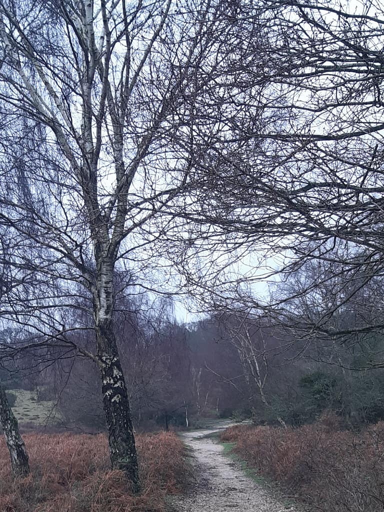 winter tracks