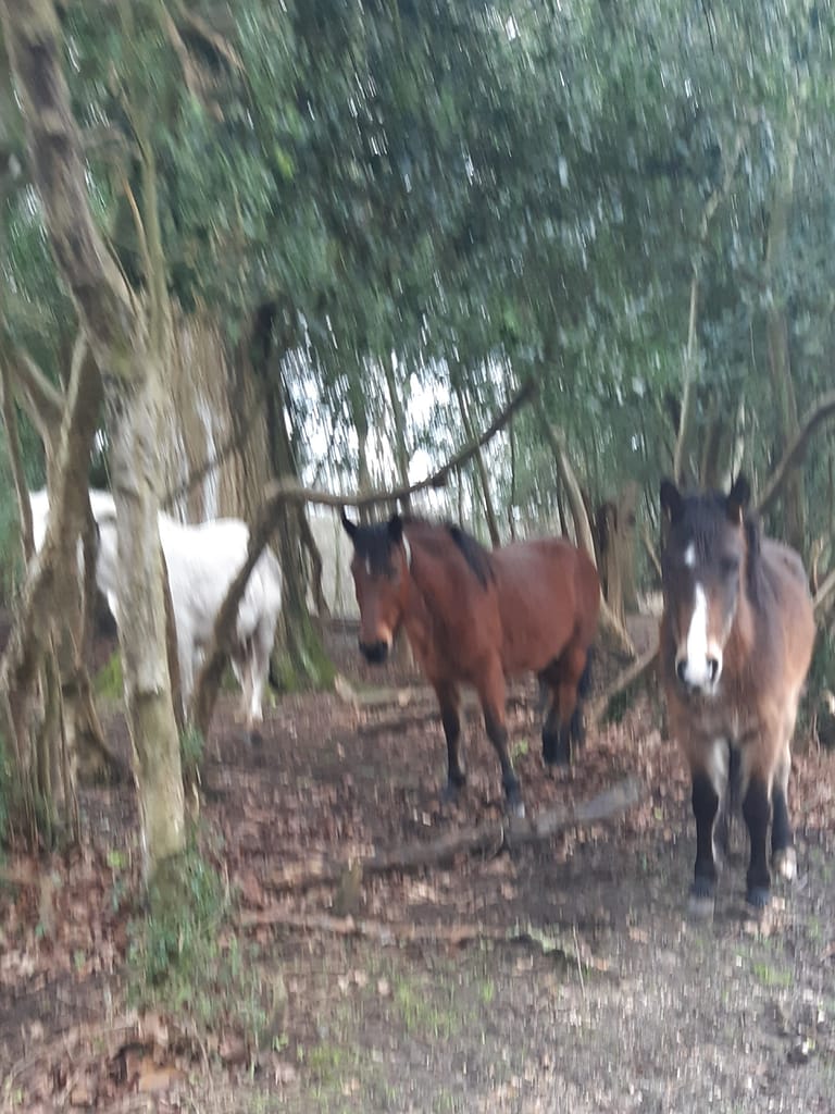 ponies sheltering from wintry rain