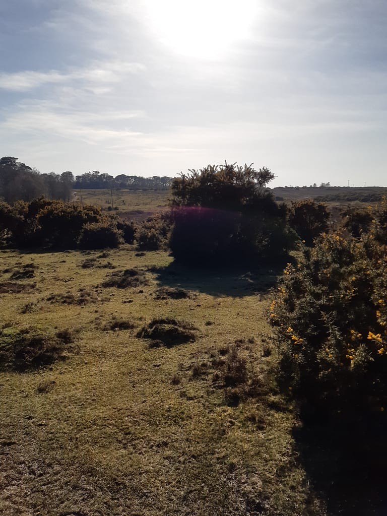 patches of heather and gorse