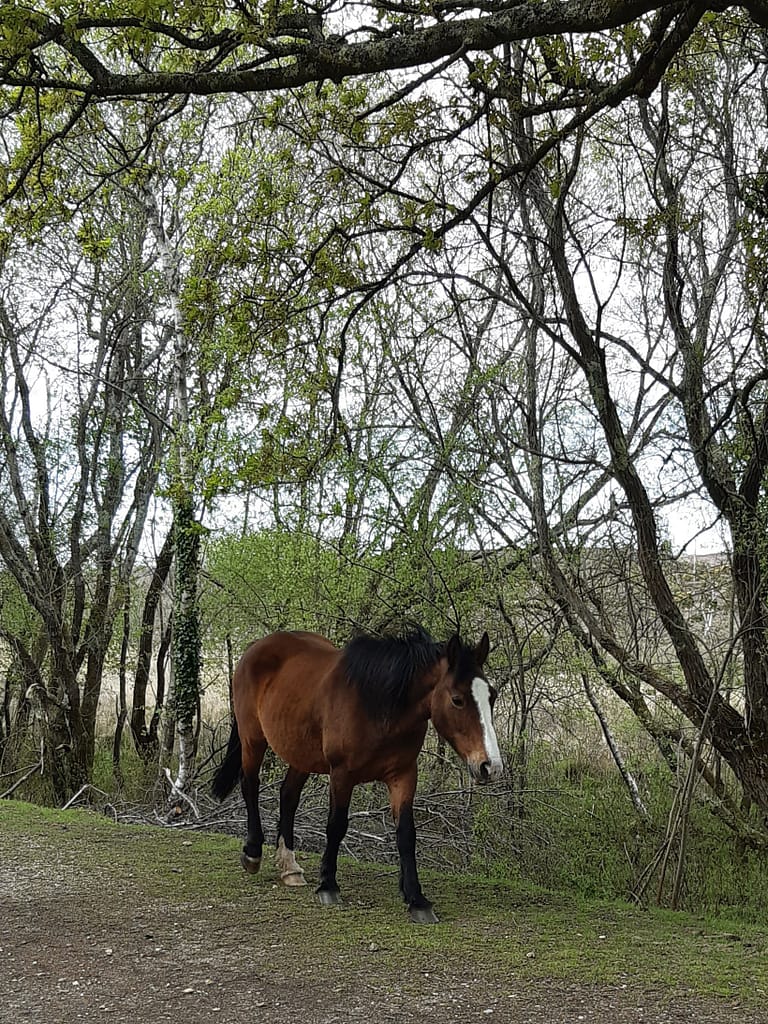 pony on the Castlemain track