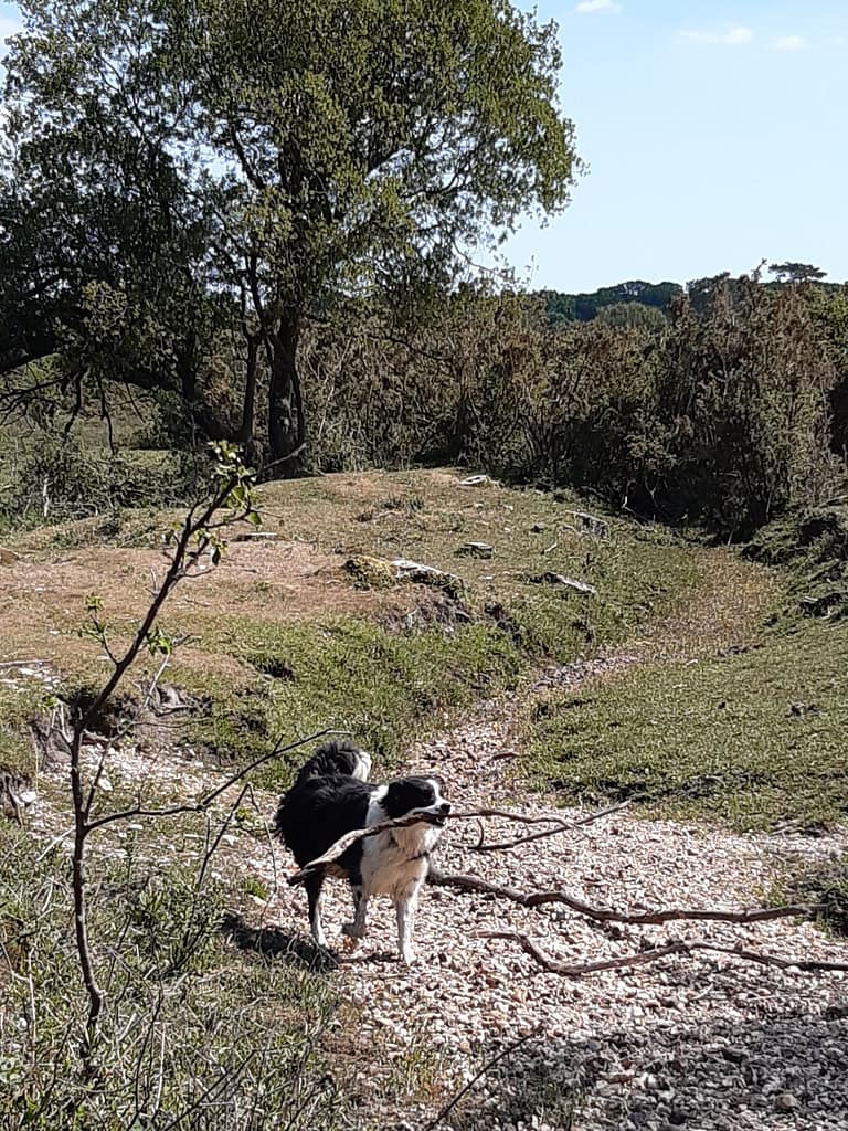 great place for sticks