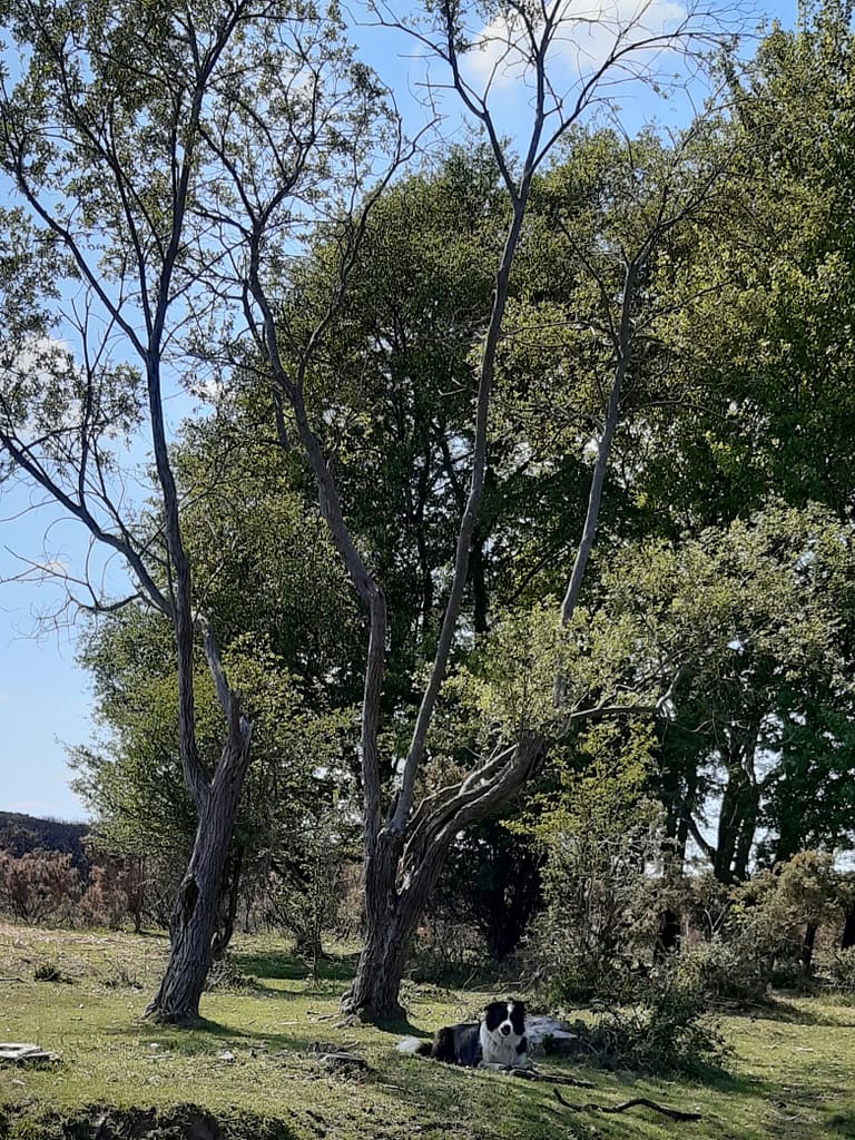 Shady break