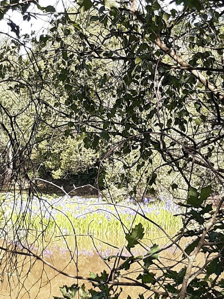Setley Pond irises