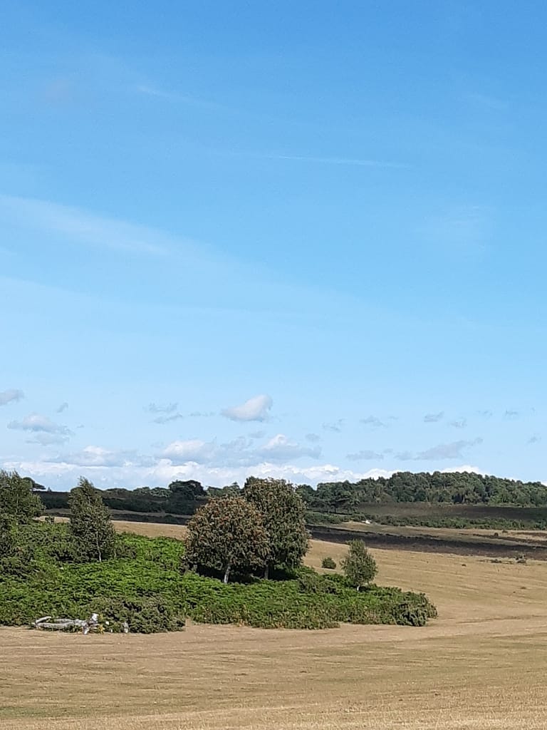clumps at Setley
