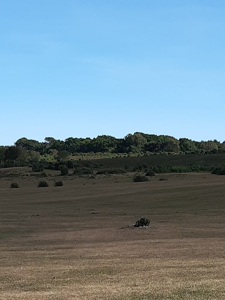 summer dry heathland