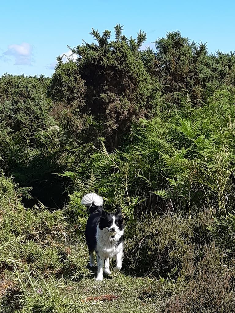 Cwtch Collie playing ball in one of her favourite locations