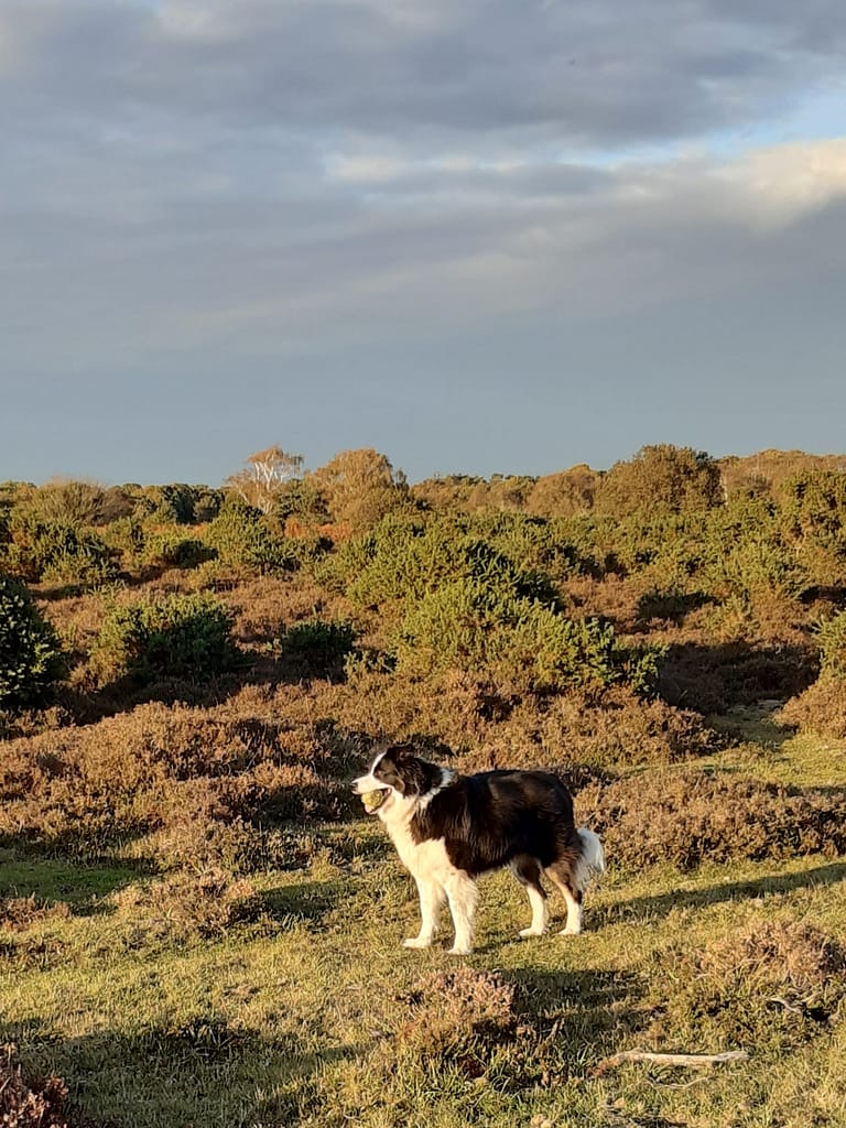 Cwtch Collie in the evening sun on Setley heath