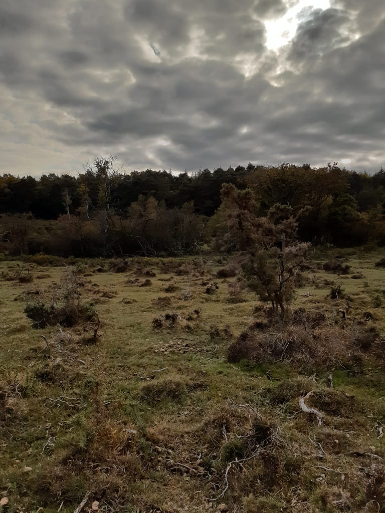 Crockford heathland