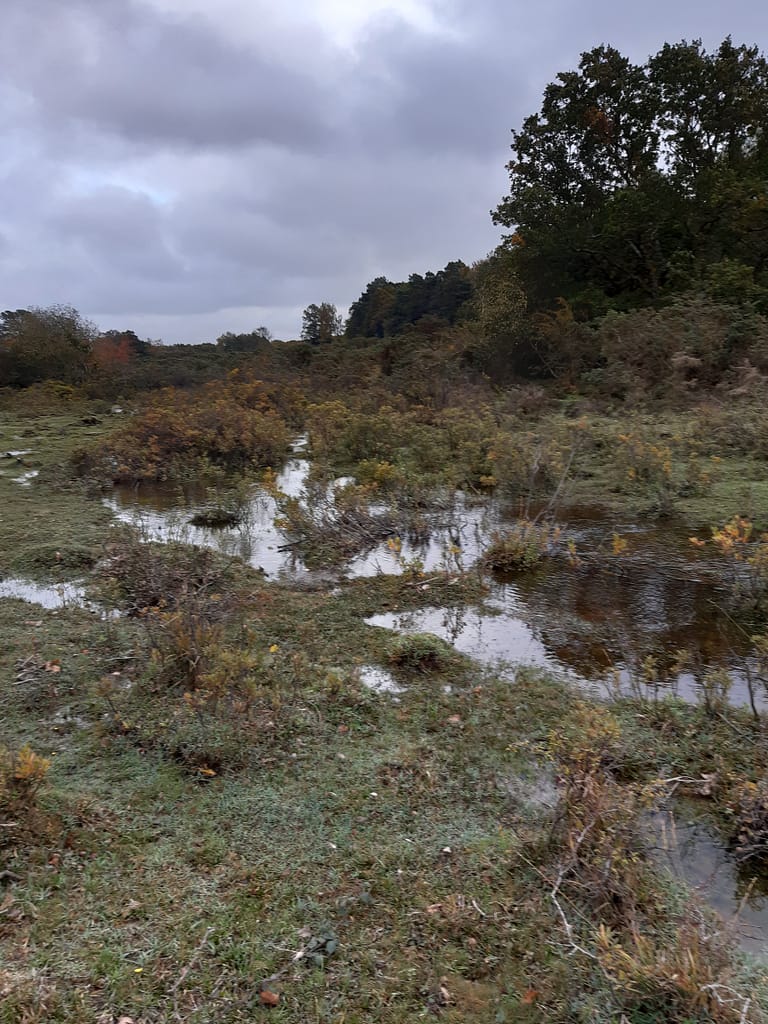 bog plants in abundance